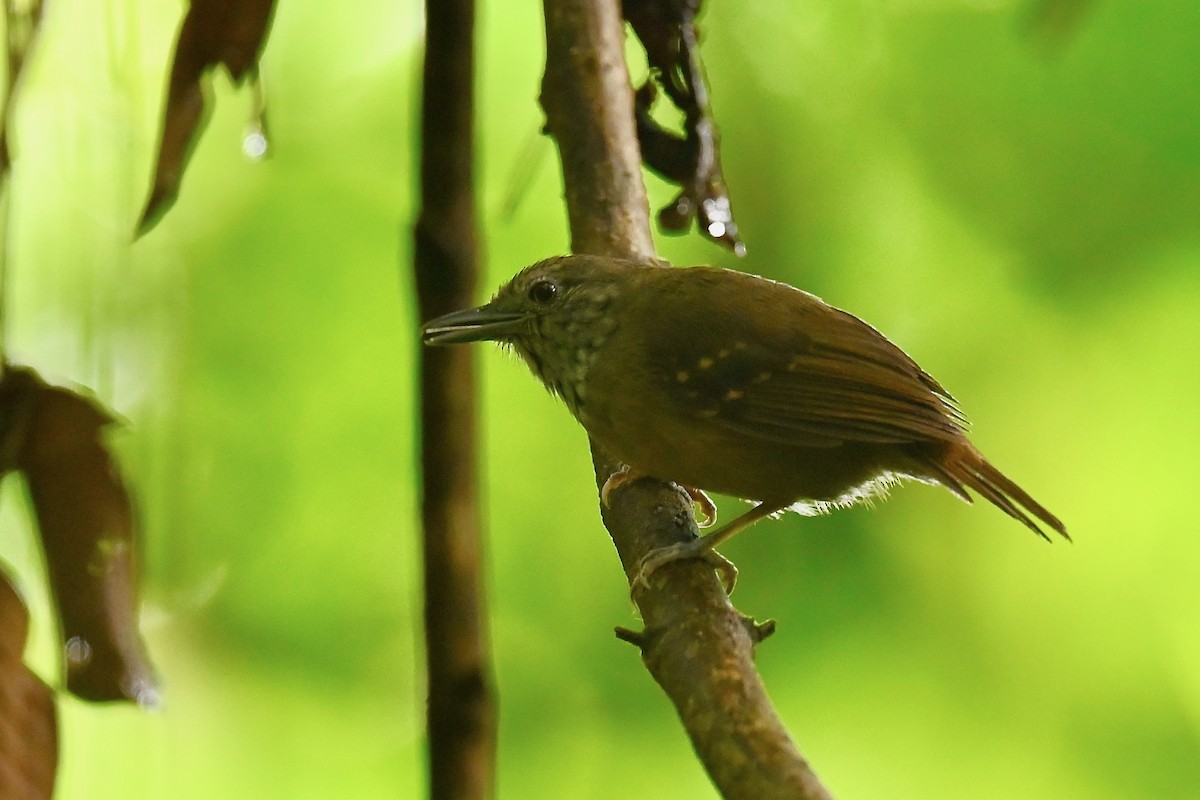 Кадук бурий - ML646984812