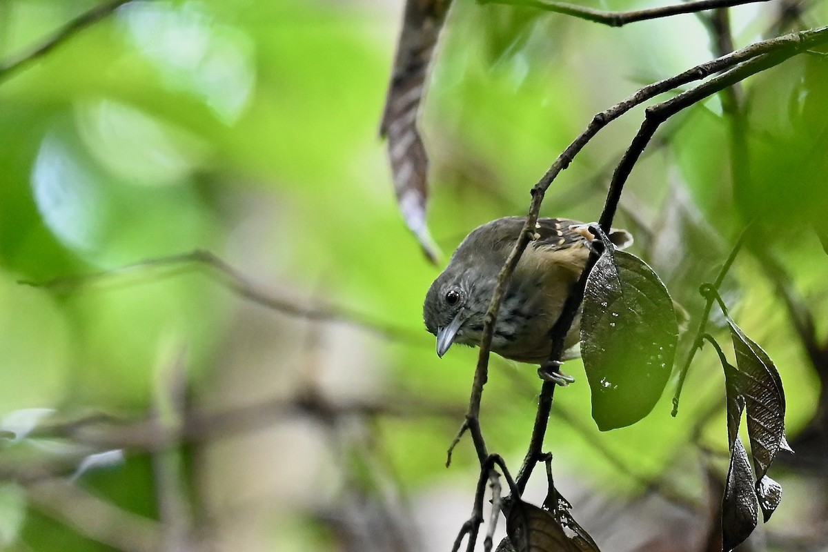 Кадук бурий - ML646984813