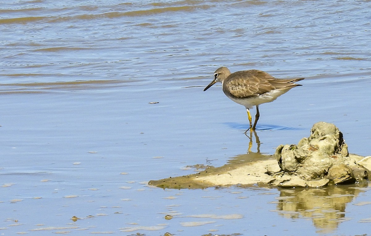 Gri Sırtlı Düdükçün - ML646984815