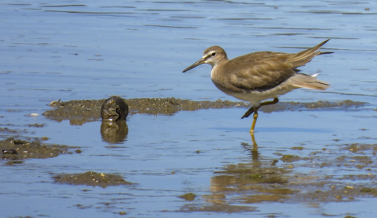 Gri Sırtlı Düdükçün - ML646984817