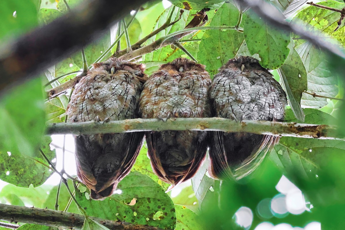 Tropical Screech-Owl - ML646984821