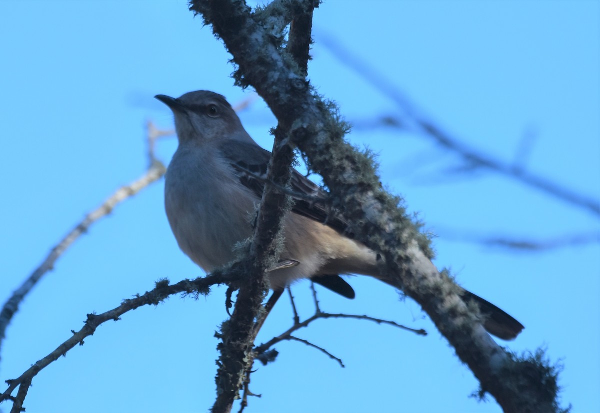 drozdec mnohohlasý - ML646984822