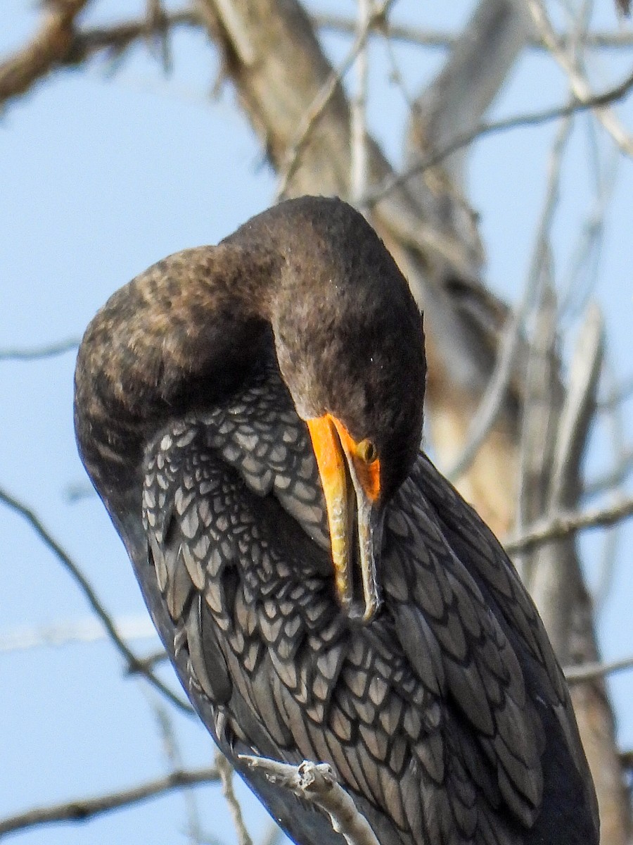Double-crested Cormorant - ML646984823