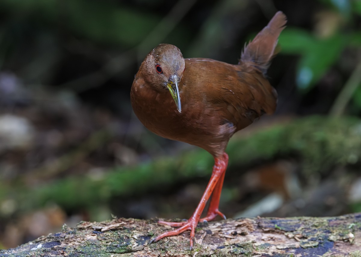 Uniform Crake - ML646984824