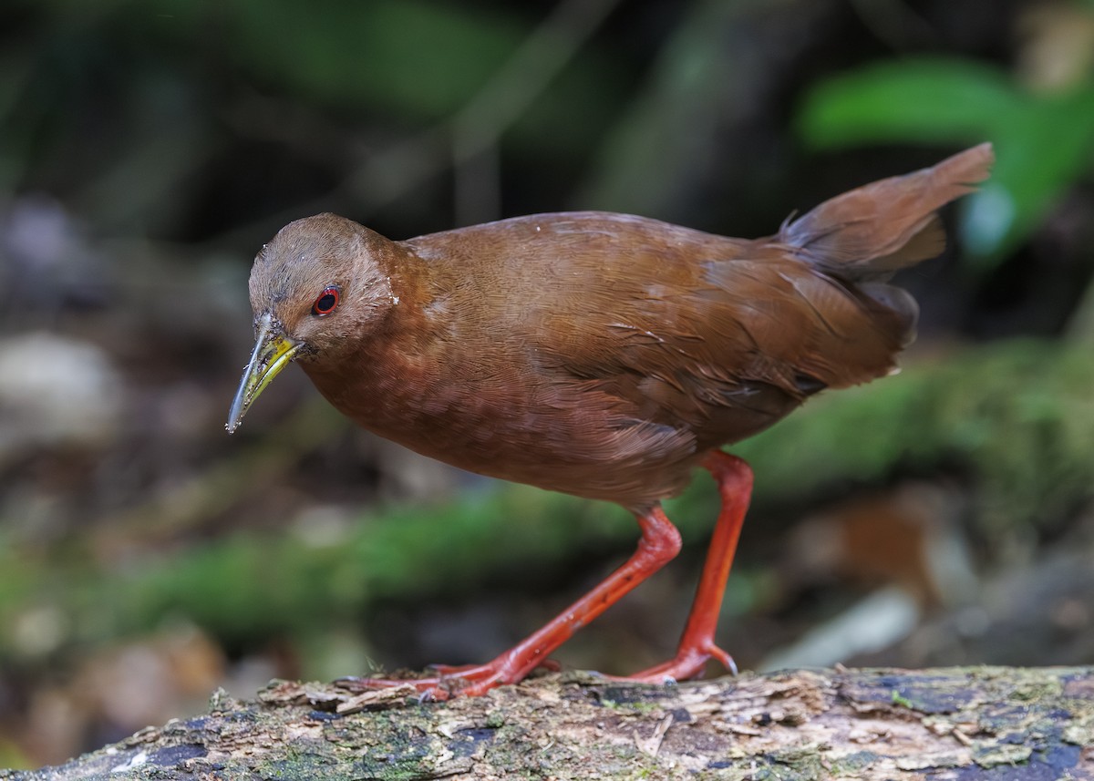 Uniform Crake - ML646984825