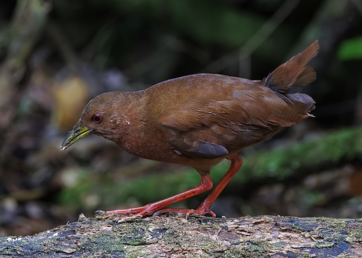 Uniform Crake - ML646984827