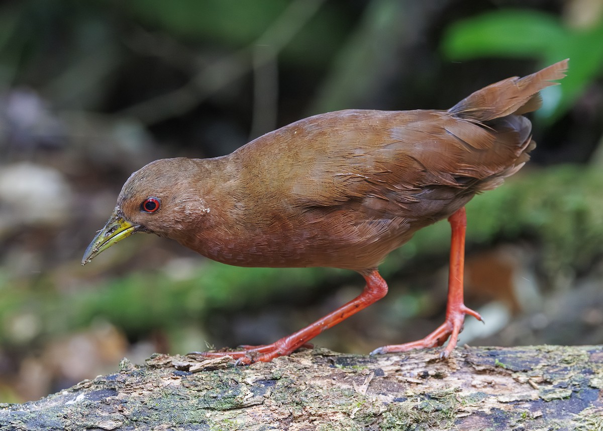 Uniform Crake - ML646984828