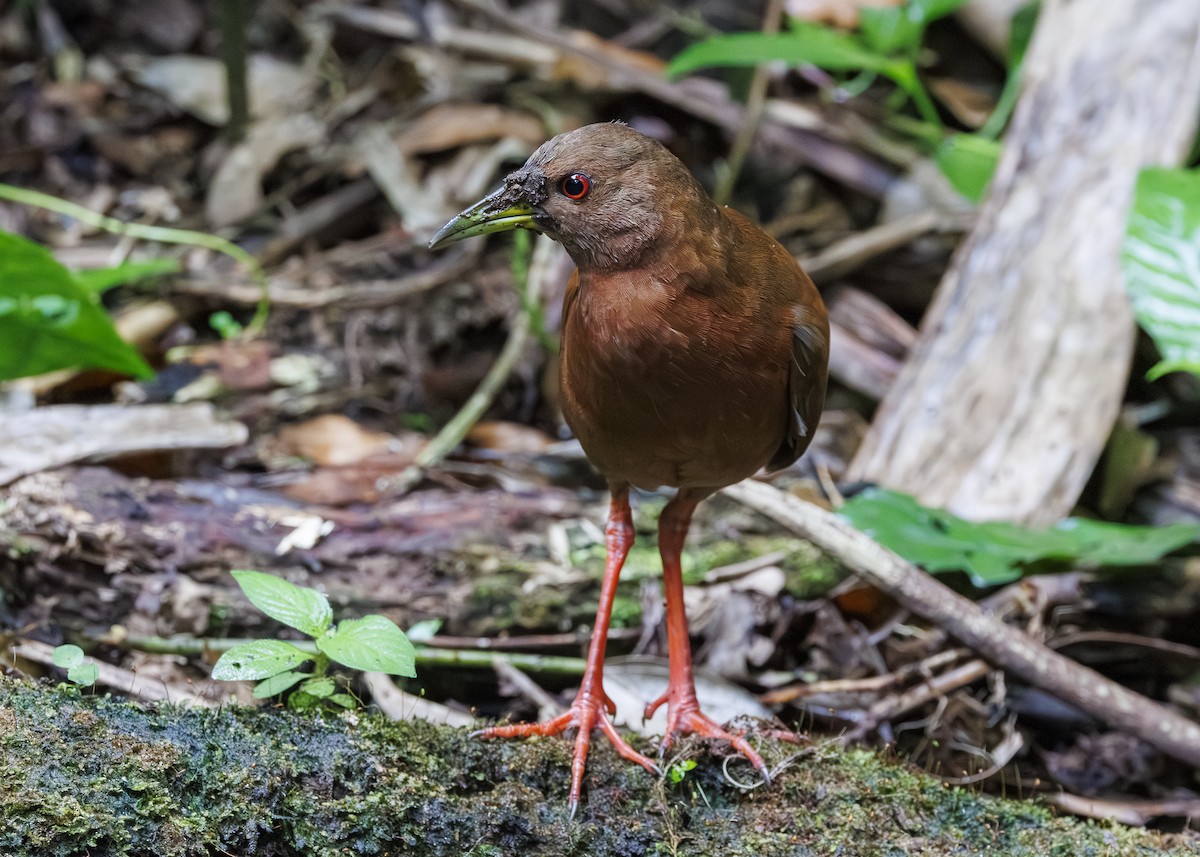 Uniform Crake - ML646984829