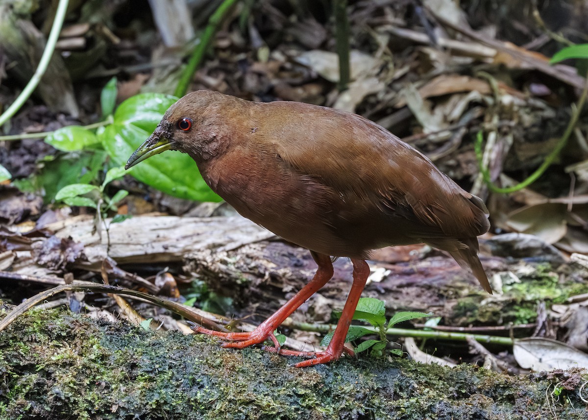 Uniform Crake - ML646984830