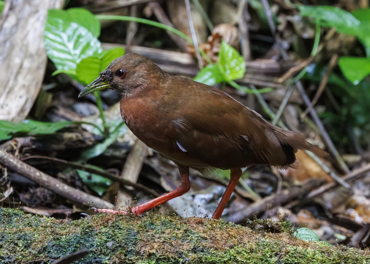 Uniform Crake - ML646984831