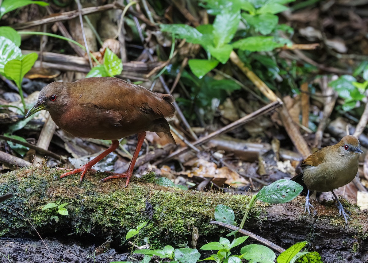 Uniform Crake - ML646984832