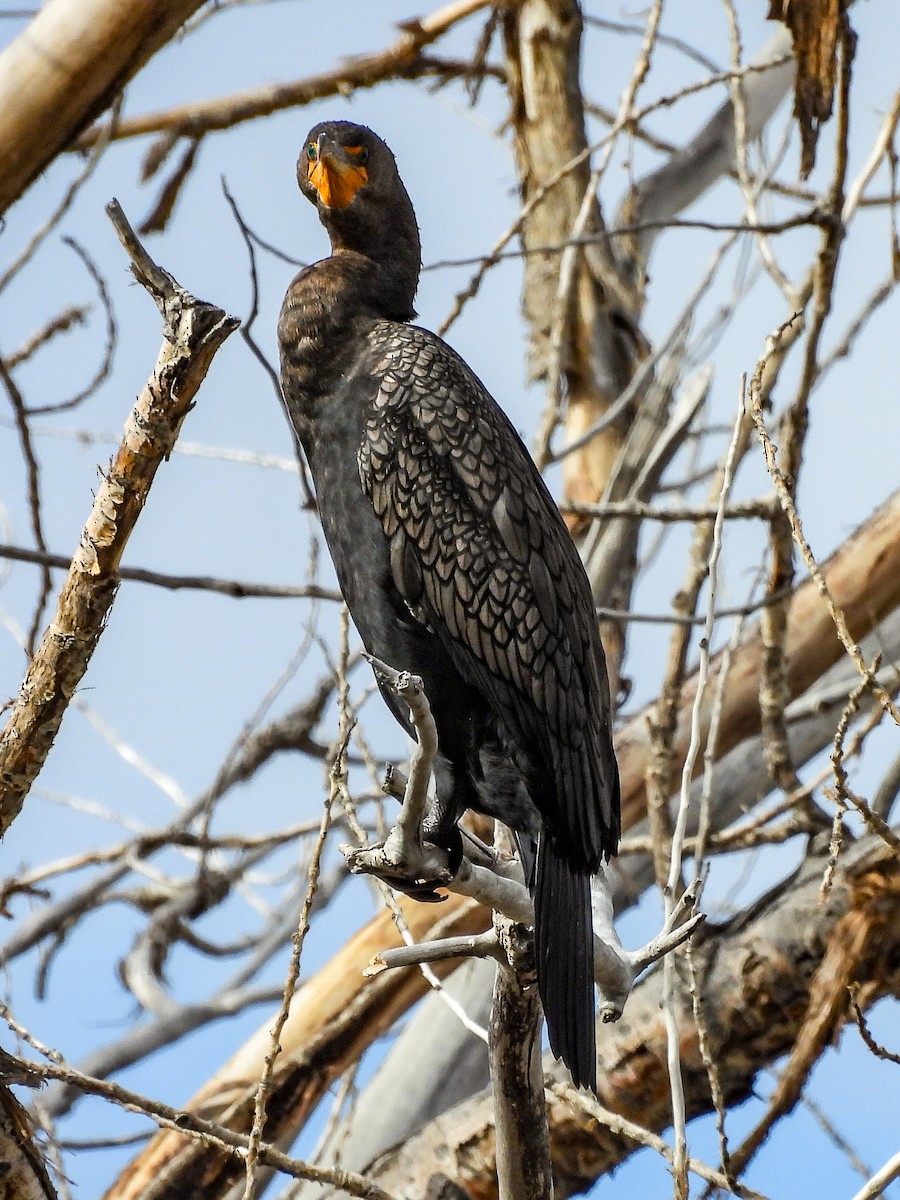 Double-crested Cormorant - ML646984836