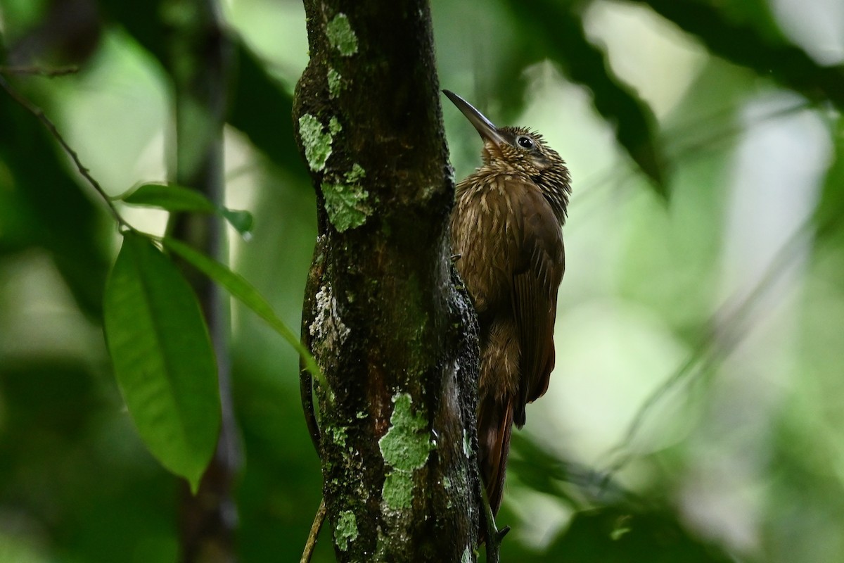 Кокоа північний - ML646984843