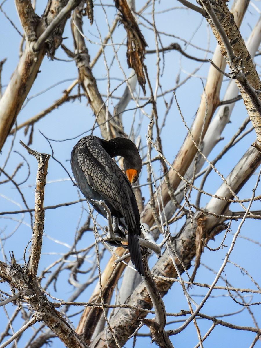 Double-crested Cormorant - ML646984854