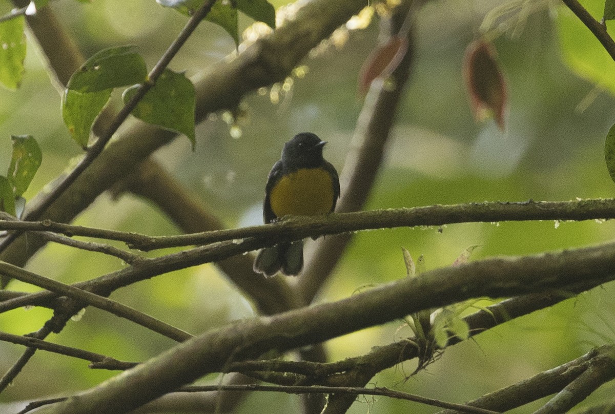 Slate-throated Redstart - ML646984856