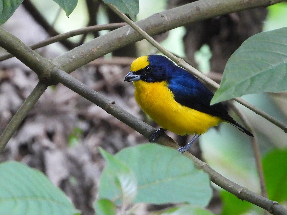 Thick-billed Euphonia (Black-tailed) - ML646984859