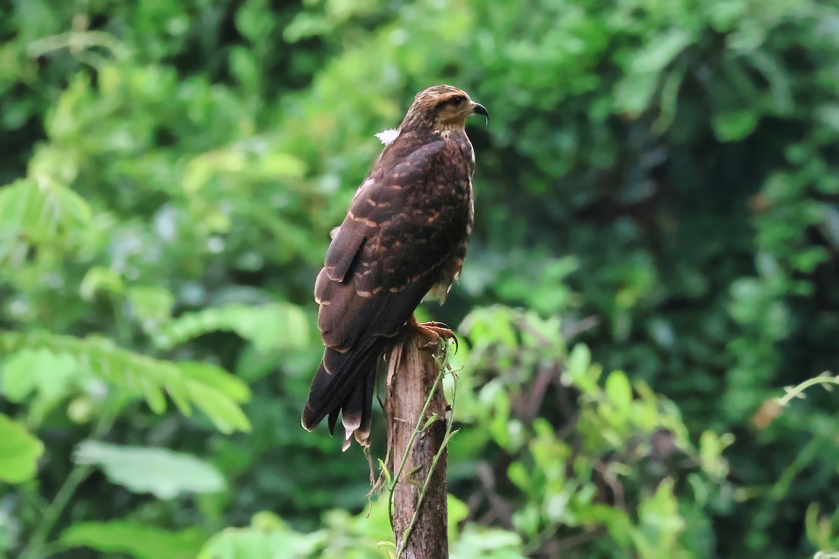 Snail Kite - ML646984863