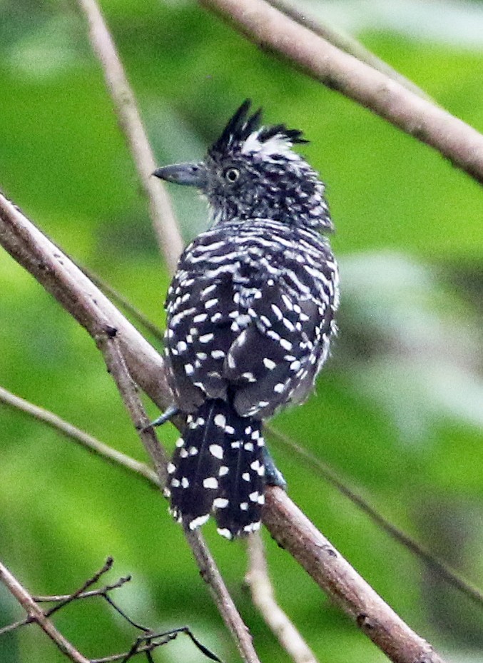 Barred Antshrike - ML646984866