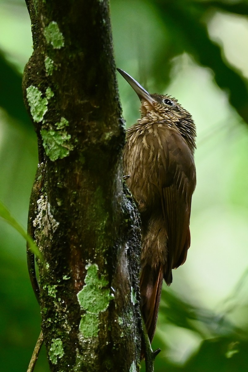 Кокоа північний - ML646984870