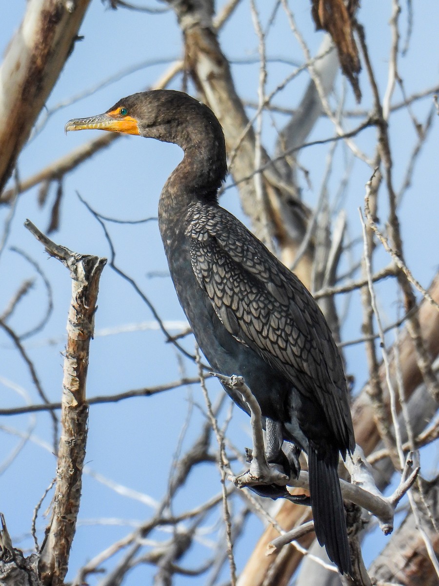 Double-crested Cormorant - ML646984871
