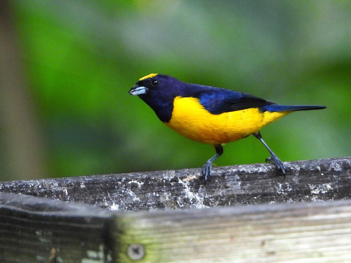 Velvet-fronted Euphonia - ML646984877