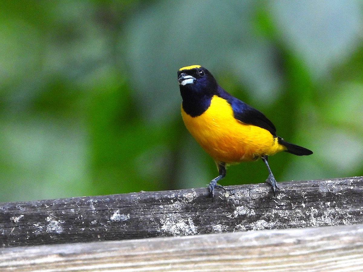 Velvet-fronted Euphonia - ML646984878