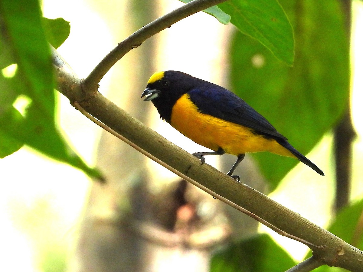 Velvet-fronted Euphonia - ML646984879