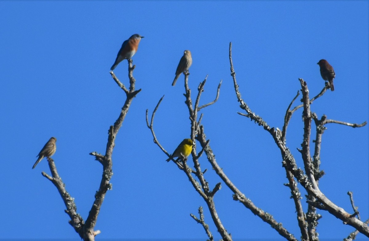 salašník modrý - ML646984882