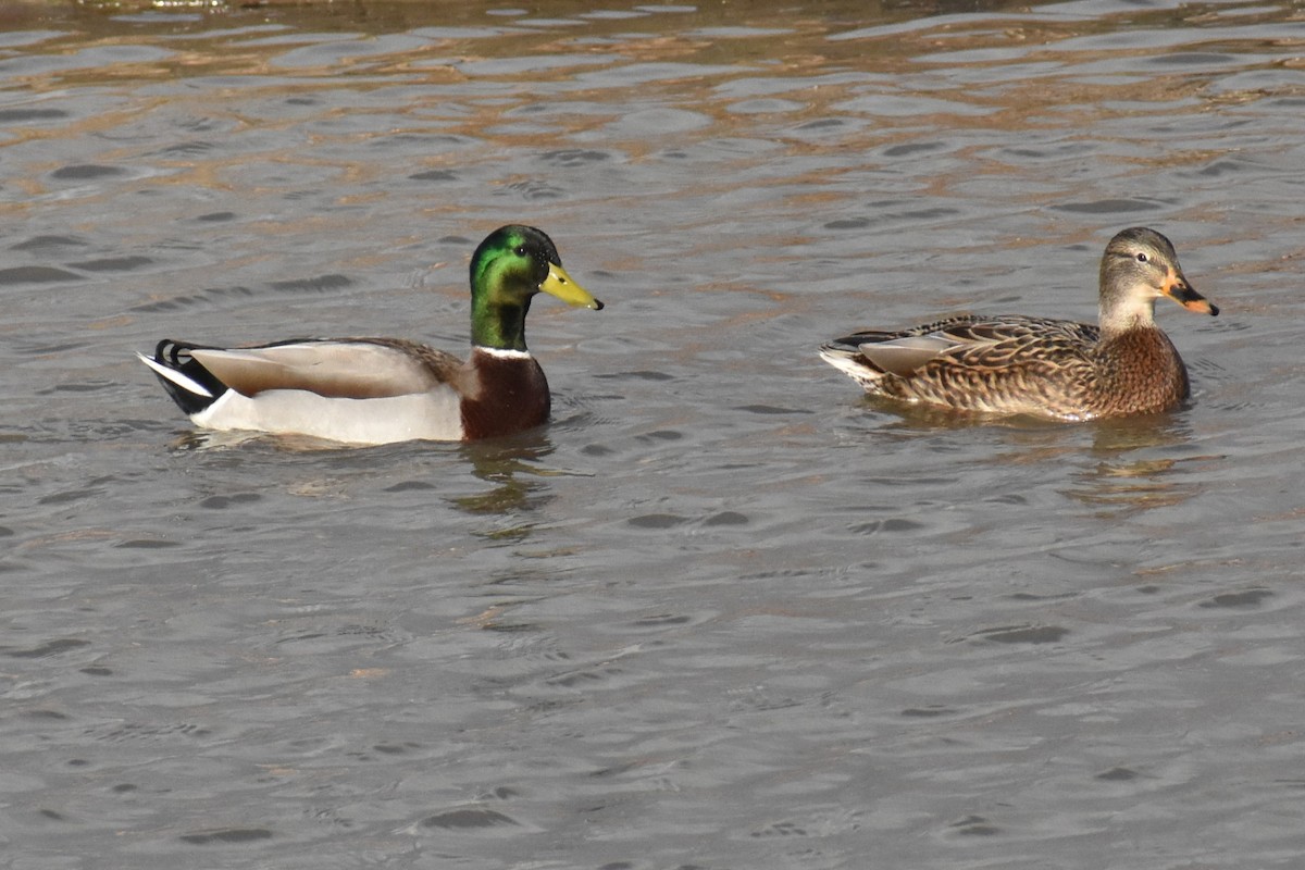 Ánade Azulón - ML646984883