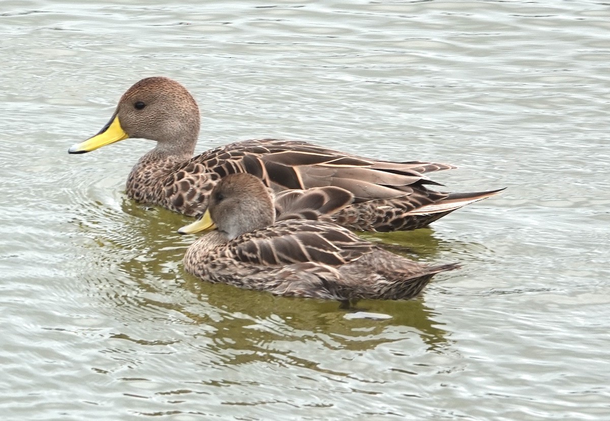 Yellow-billed Pintail - ML646984891