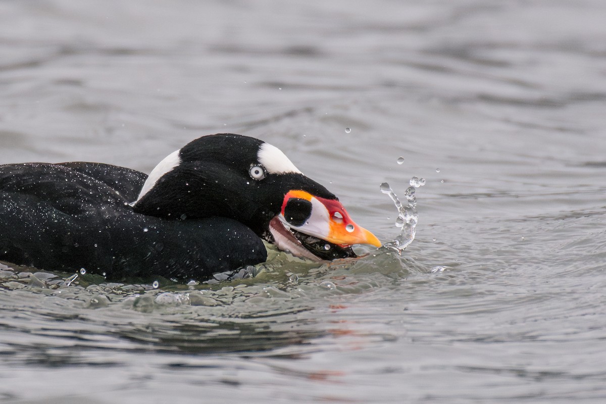 Surf Scoter - ML646984893