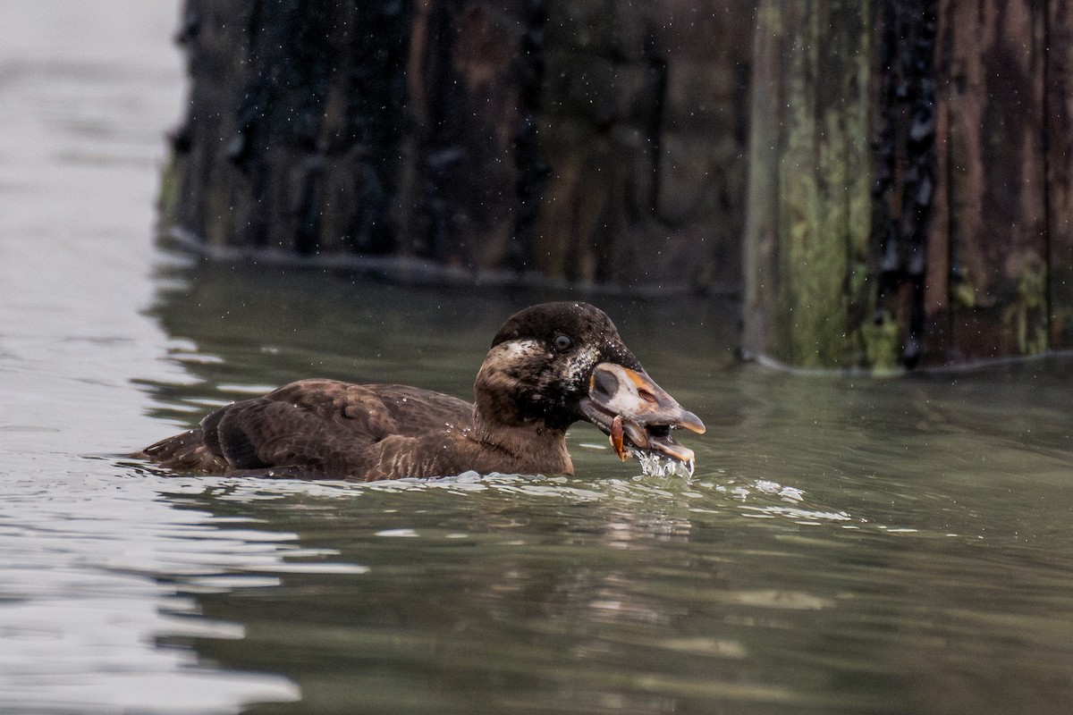 Surf Scoter - ML646984894