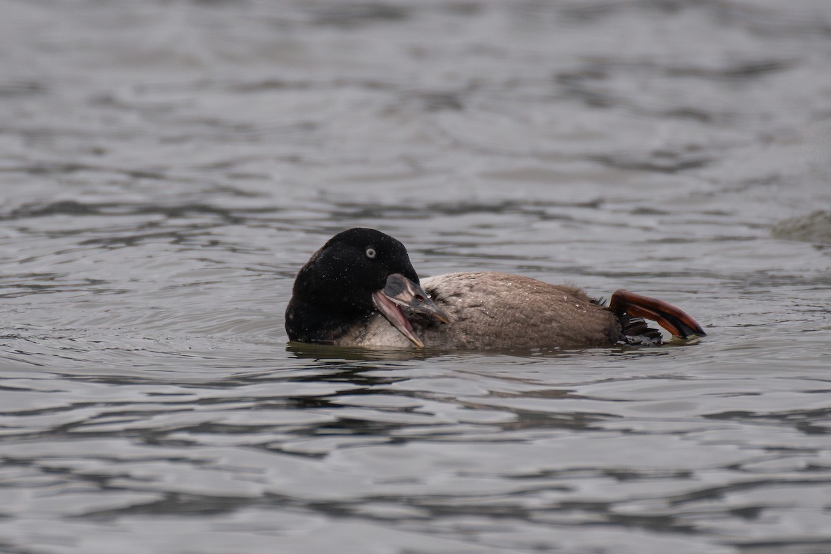 Surf Scoter - ML646984896