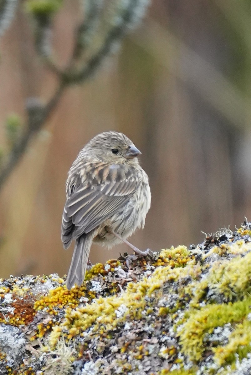 Plumbeous Sierra Finch - ML646984901