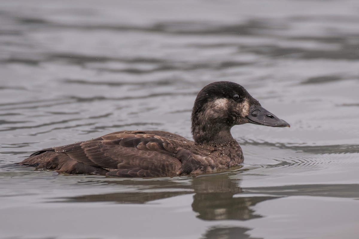 Surf Scoter - ML646984902