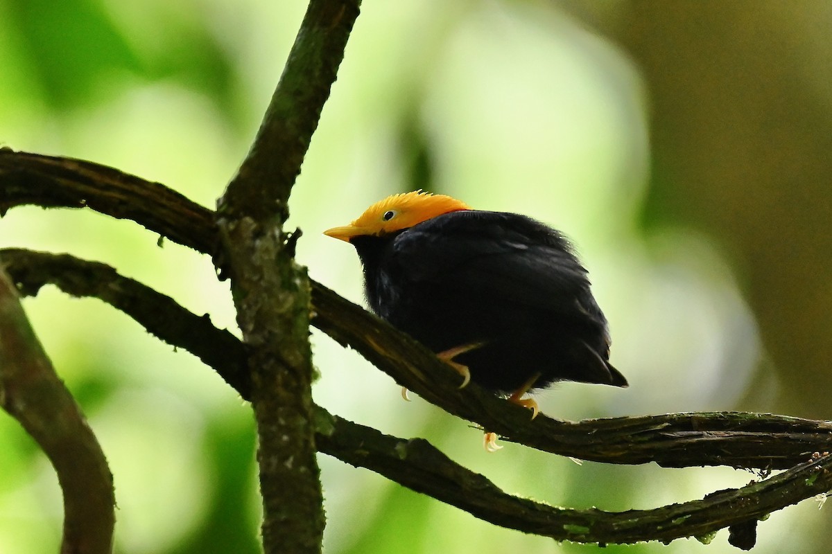 Манакін золотоголовий - ML646984903