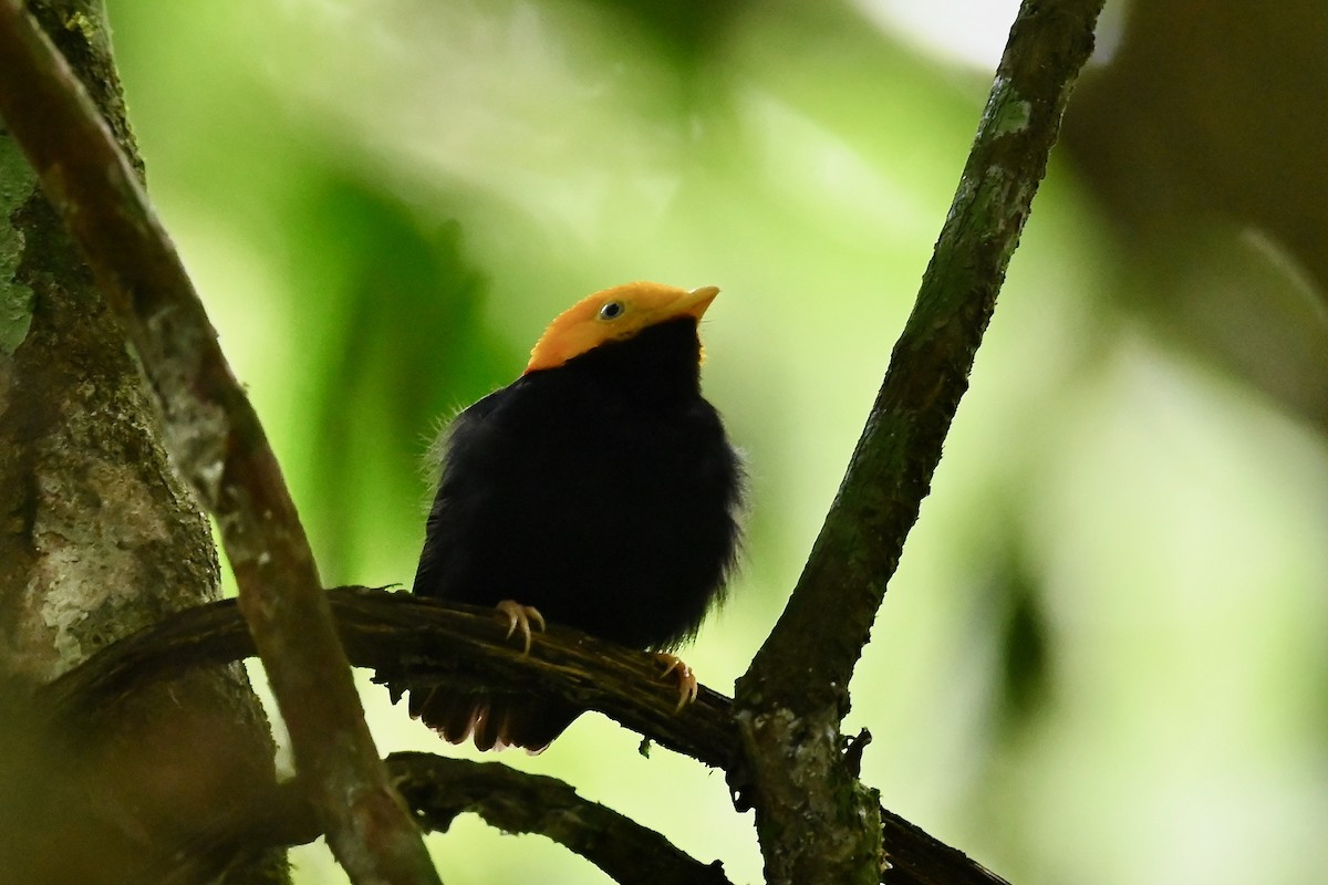 Манакін золотоголовий - ML646984904