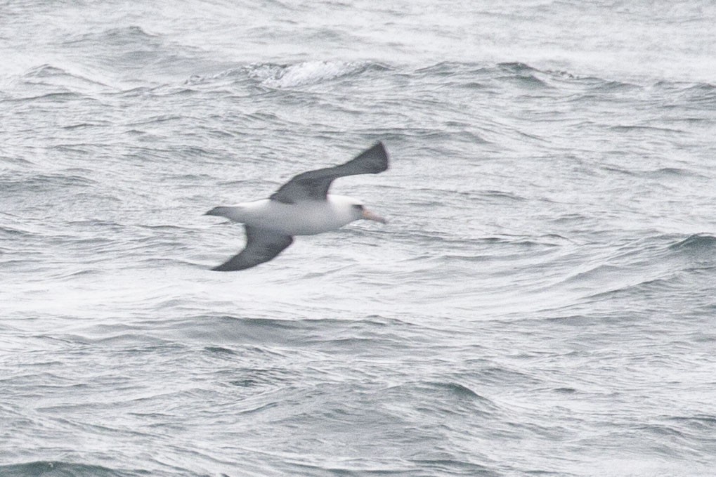 laysanalbatross - ML646984905