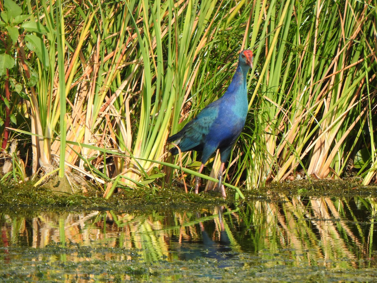 Talève à tête grise - ML646984906