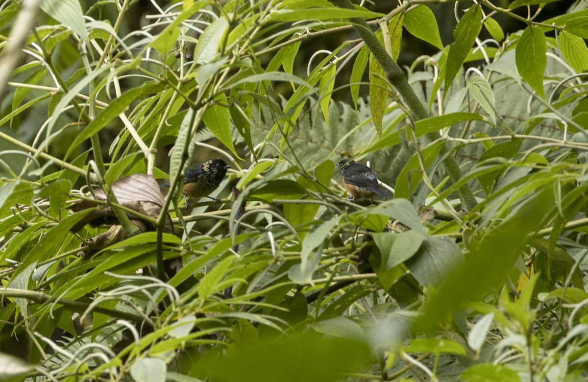 Spangle-cheeked Tanager - ML646984907