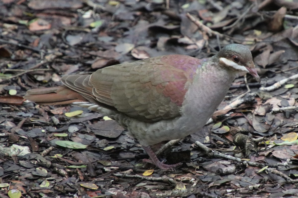 Key West Quail-Dove - ML646984908