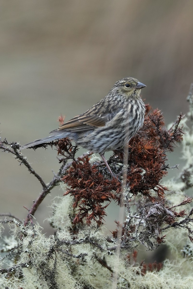 Plumbeous Sierra Finch - ML646984909