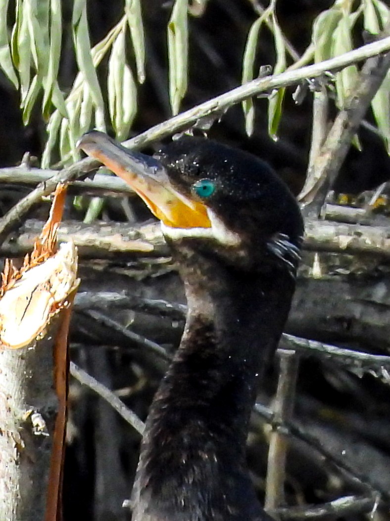 Neotropic Cormorant - ML646984910