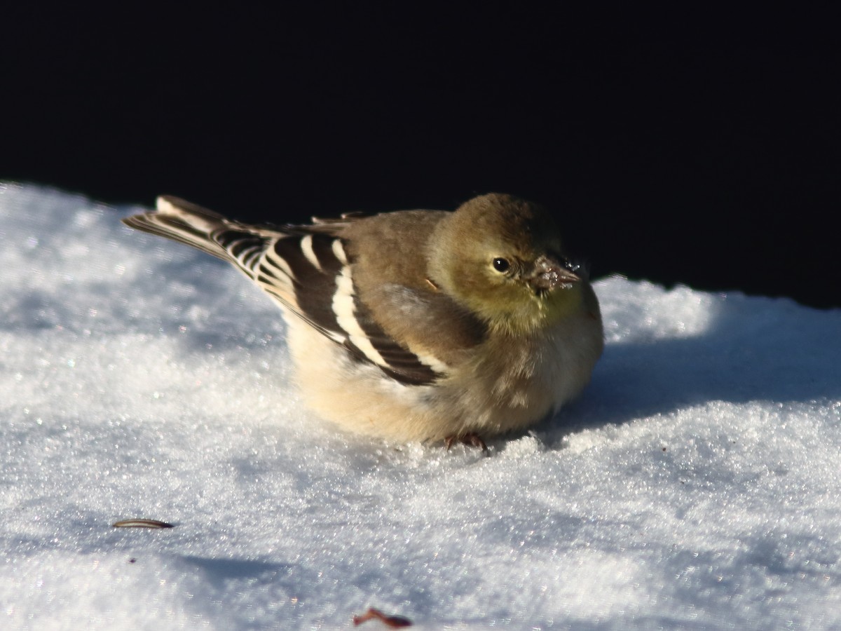 Jilguero Yanqui - ML646984913