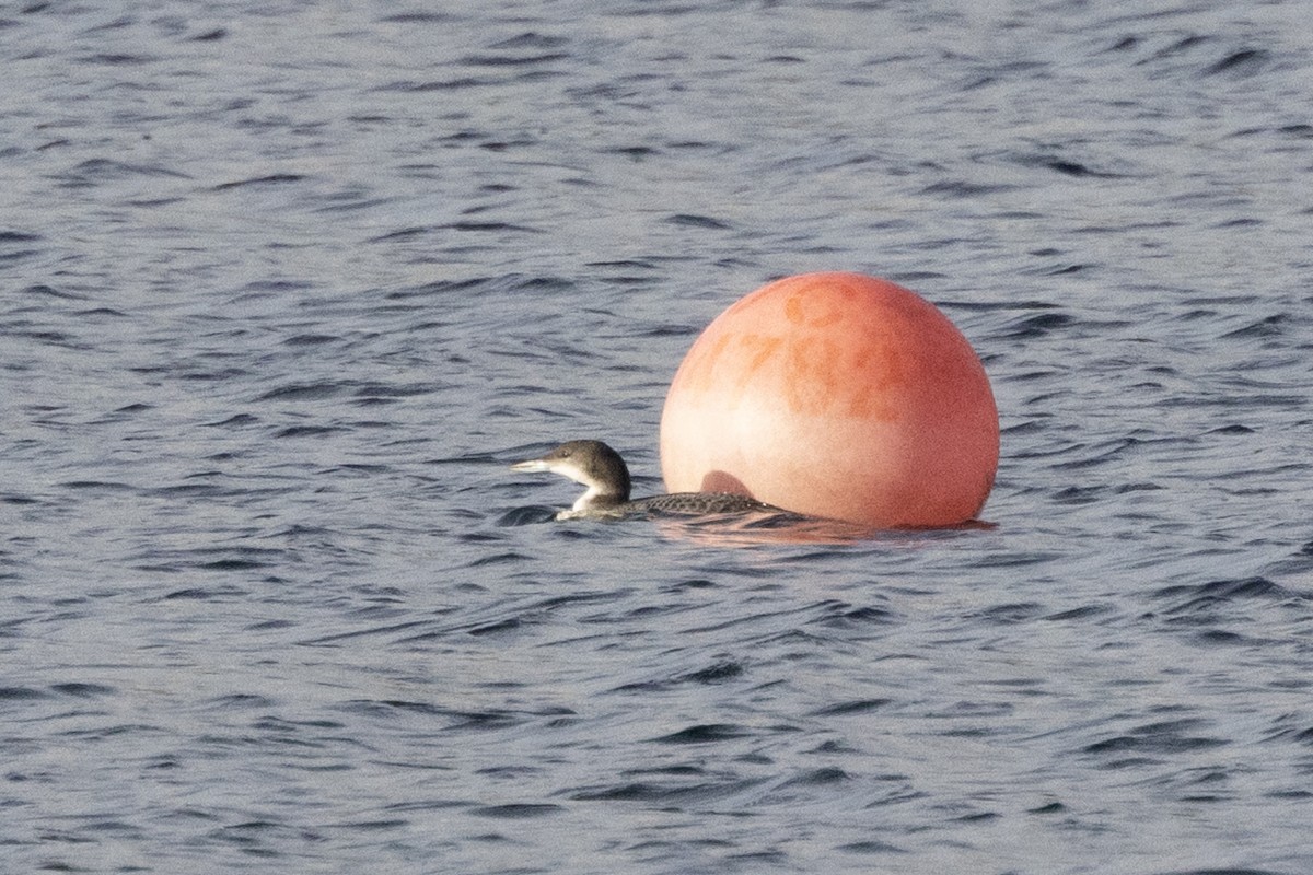 Common Loon - ML646984917