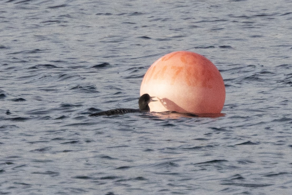 Common Loon - ML646984918