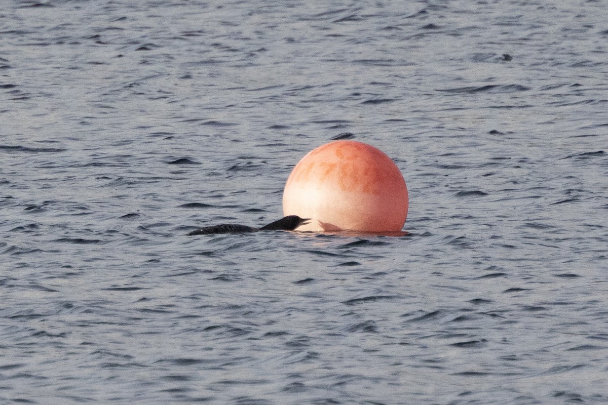 Common Loon - ML646984919