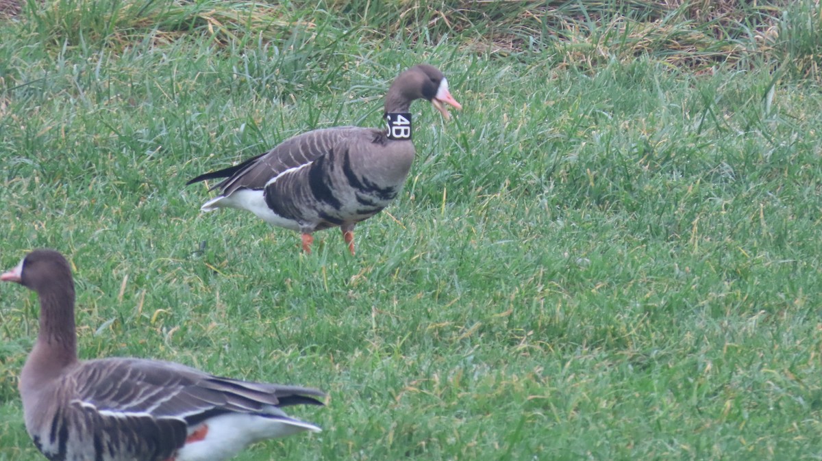 tundragås - ML646984920