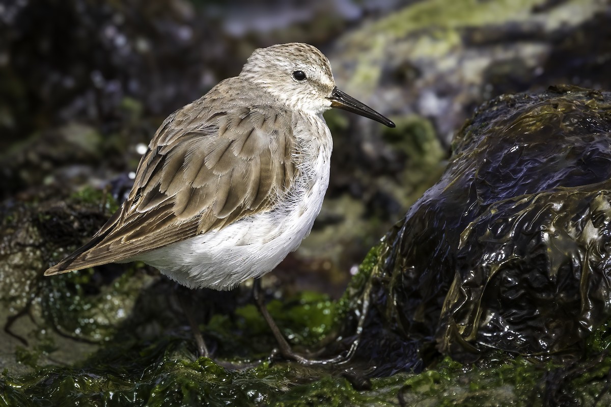 Weißbürzel-Strandläufer - ML646984921