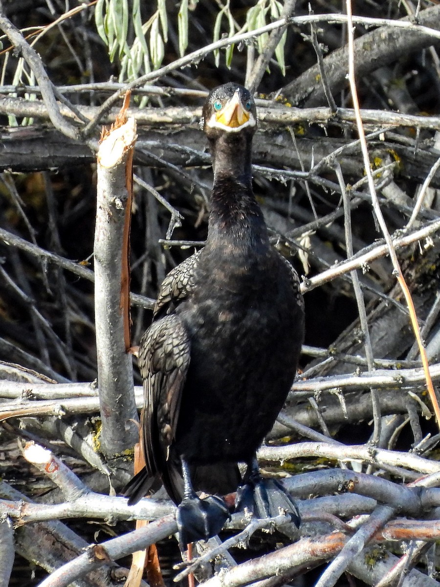 Neotropic Cormorant - ML646984922